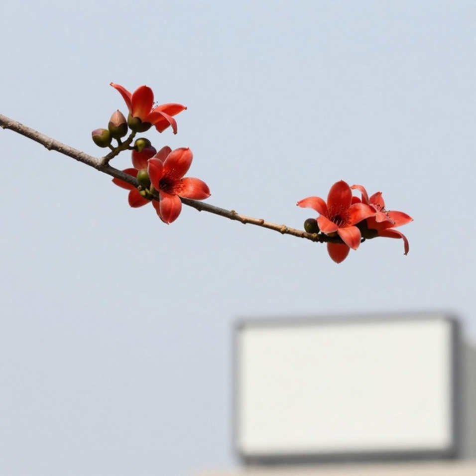 হোয়্যারঅ্যাবাউটস আর ডোপিং এক নয়: সিরেনা সেম্বা-মায়েলার ফাইলে যে সংখ্যাটা লেখা নেই